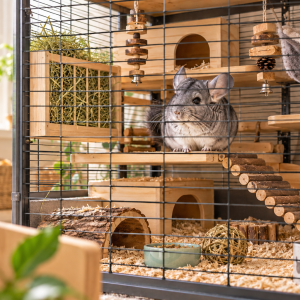habitat chinchilla