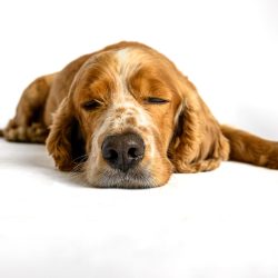 perro durmiendo